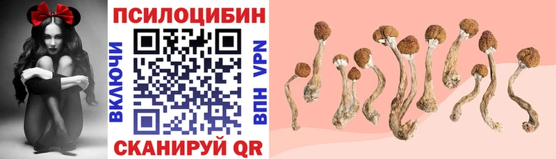 Псилоцибиновые грибы Cubensis  Сосновый Бор 